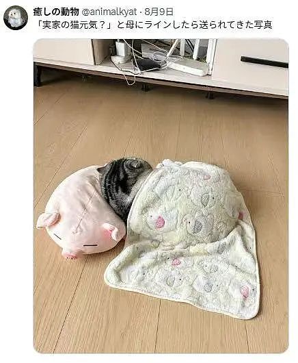 【爆笑】“上班把领导当狗养后...... “ 哈哈哈哈哈哈哈很超前的精神状态（组图） - 24