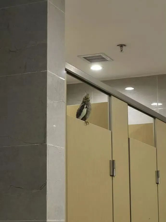 【爆笑】“上班把领导当狗养后...... “ 哈哈哈哈哈哈哈很超前的精神状态（组图） - 54