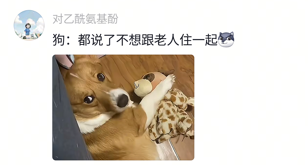 【宠物】狗子试图叫醒主人,又怕铲屎官有起床气,干脆换了个新方式(组图) - 22