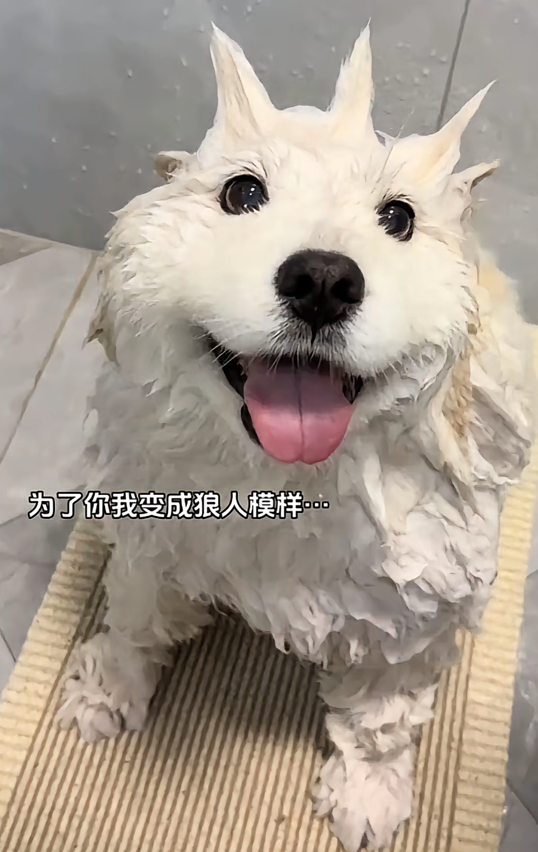 【宠物】狗子试图叫醒主人,又怕铲屎官有起床气,干脆换了个新方式(组图) - 26