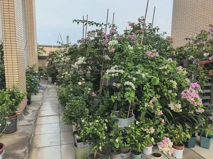 一场灭蚊战，广东花友损失惨重，养了多年的花草，全被清理了（组图） - 5