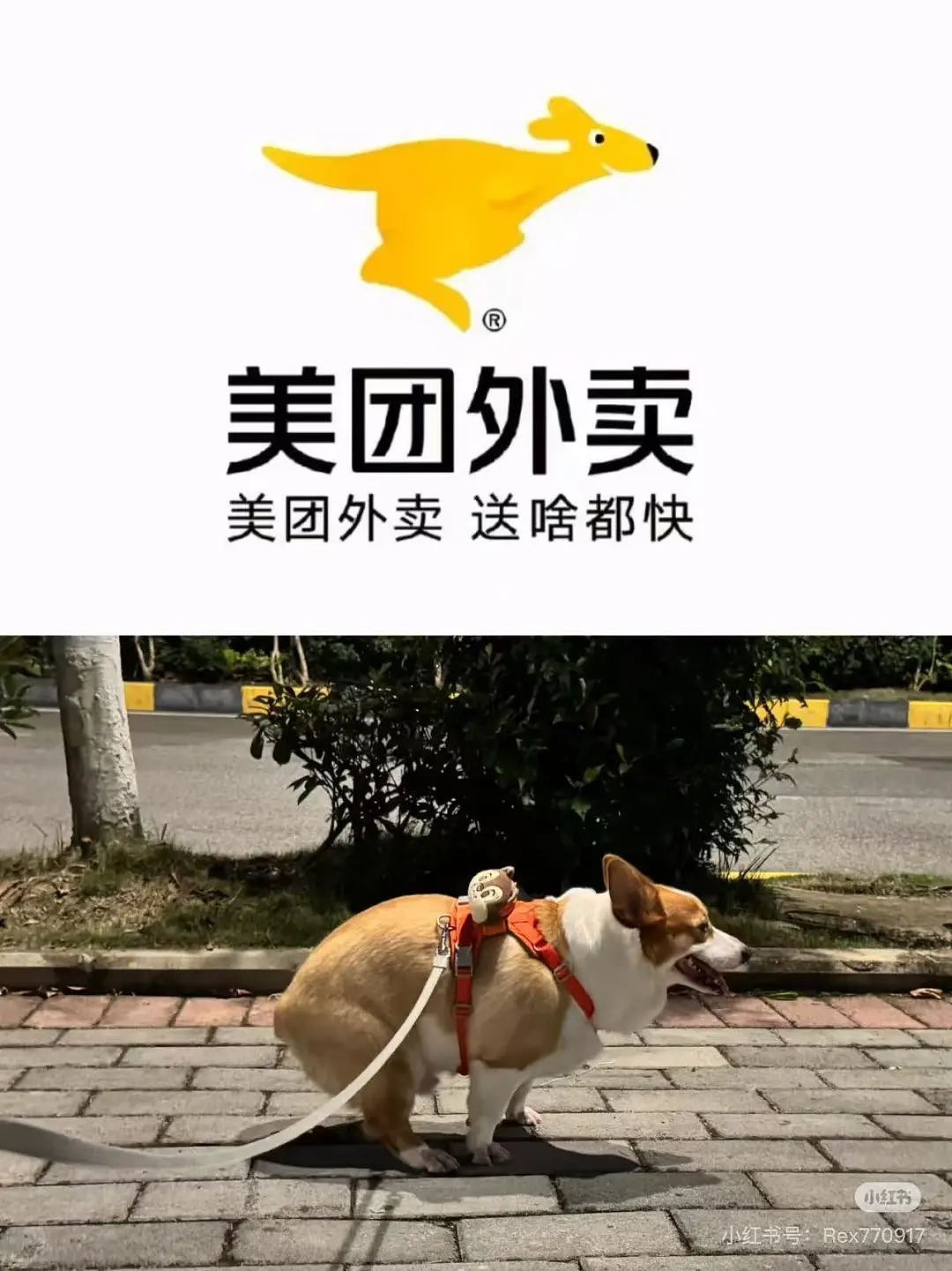 【爆笑】“上班把领导当狗养后...... “ 哈哈哈哈哈哈哈很超前的精神状态（组图） - 11