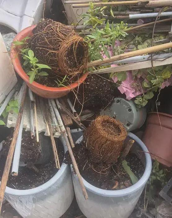 一场灭蚊战，广东花友损失惨重，养了多年的花草，全被清理了（组图） - 3