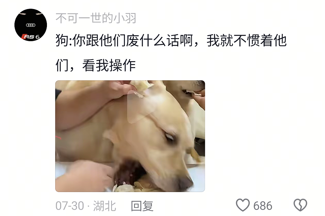 【宠物】狗子试图叫醒主人,又怕铲屎官有起床气,干脆换了个新方式(组图) - 3