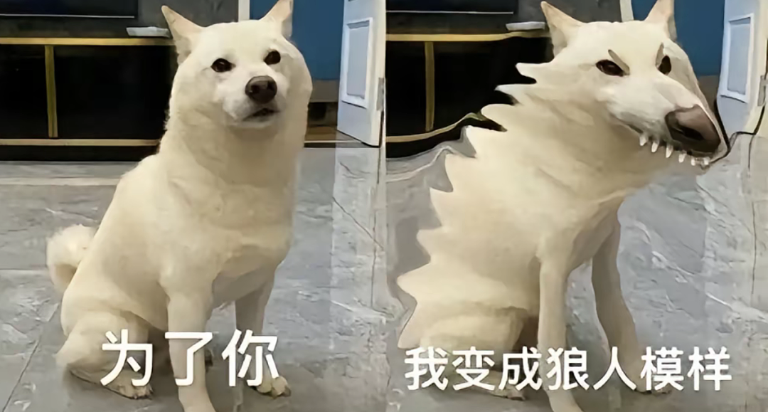 【宠物】狗子试图叫醒主人,又怕铲屎官有起床气,干脆换了个新方式(组图) - 29
