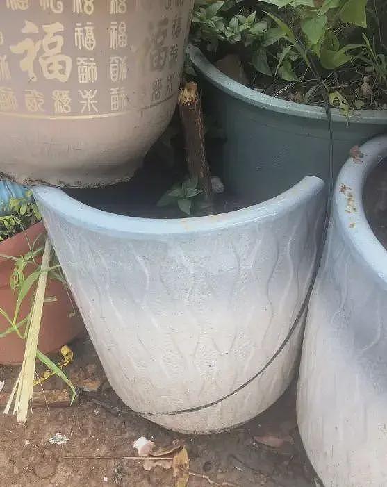 破门灭蚊、清理花盘…广东基孔肯雅热病毒蔓延,官方过度防疫引发热议!网友:熟悉的感觉又回来了(视频/组图) - 5