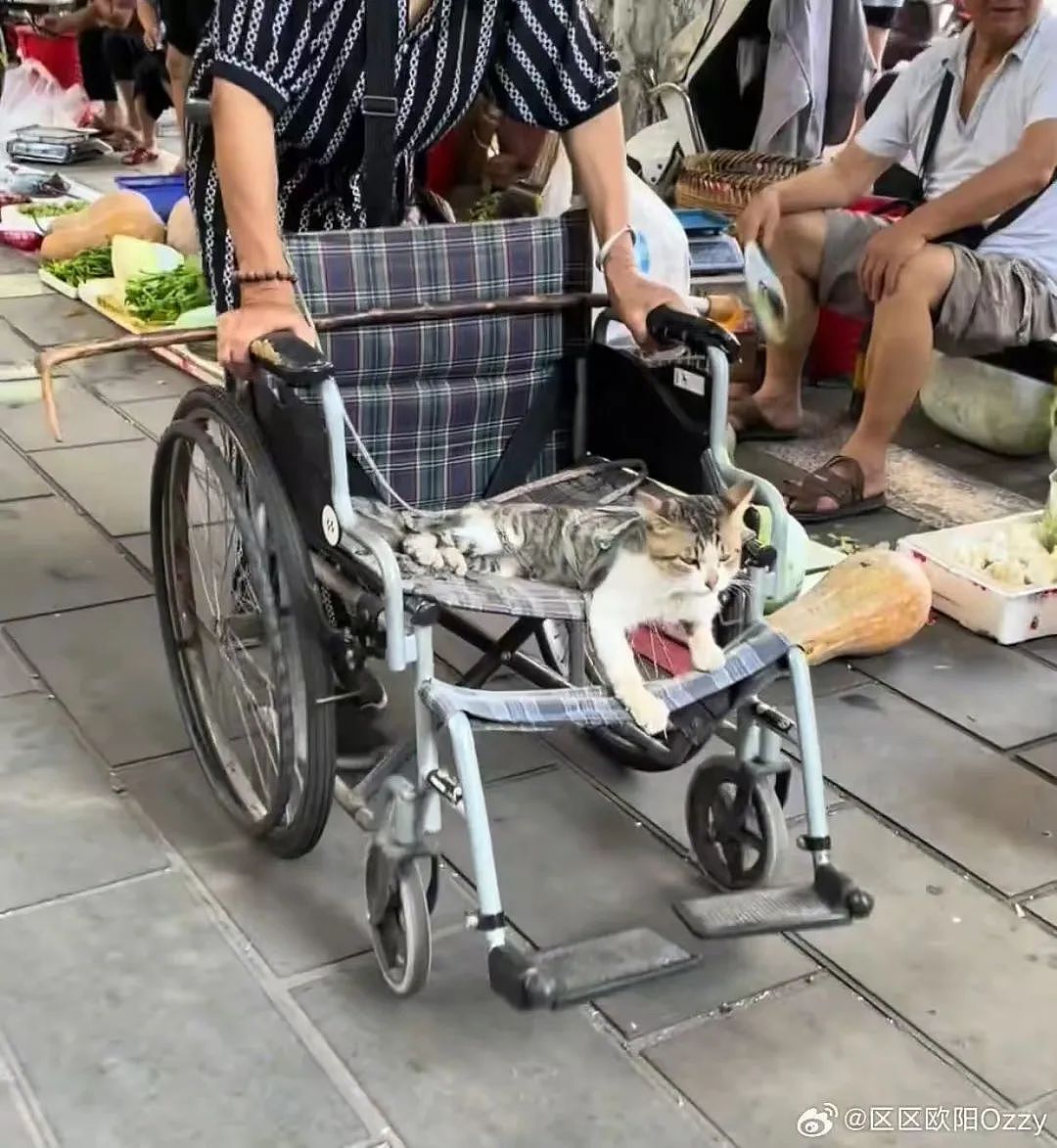 【爆笑】“上班把领导当狗养后...... “ 哈哈哈哈哈哈哈很超前的精神状态（组图） - 16
