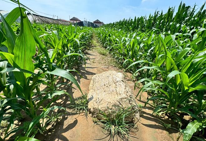 全国最矮的山仅0.6米高？网友吵翻了：一只脚就能跨过（组图） - 1