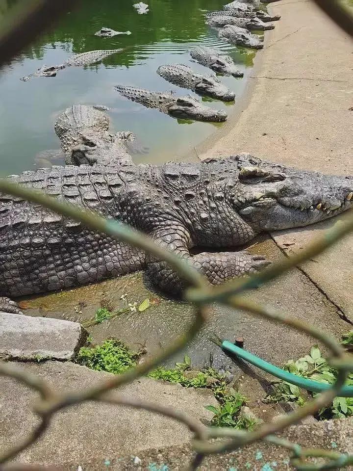 广东2500斤鳄鱼被拍卖,法院:需“上门自提”(组图) - 3