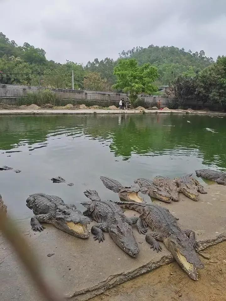 广东2500斤鳄鱼被拍卖,法院:需“上门自提”(组图) - 2