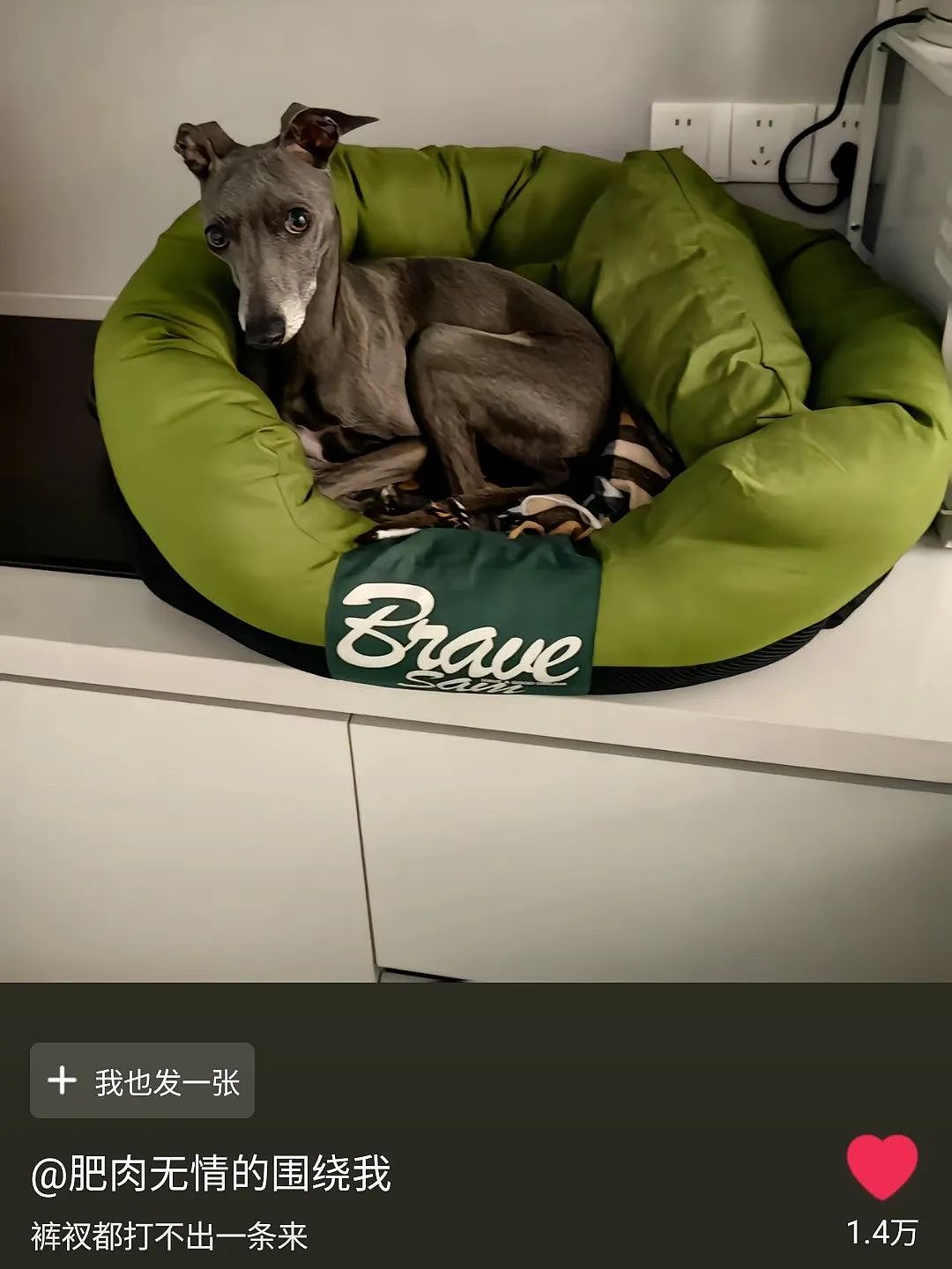 【宠物】妹子用攒了2年的狗毛,给自己和小猫织了件毛衣?网友笑喷:一家人就要整整齐齐(组图) - 11