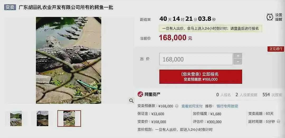 广东2500斤鳄鱼被拍卖,法院:需“上门自提”(组图) - 1