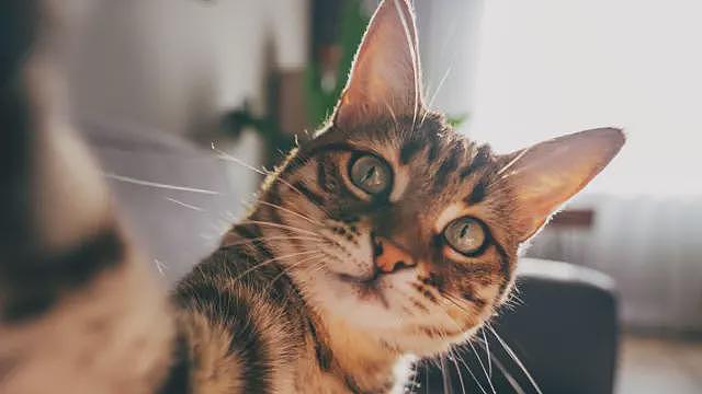 患有痴呆症的猫或可帮助找到治疗阿兹海默症的方法（组图） - 1