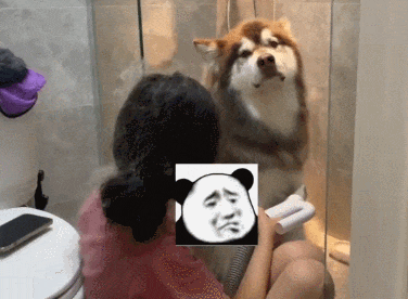 【宠物】妹子用攒了2年的狗毛,给自己和小猫织了件毛衣?网友笑喷:一家人就要整整齐齐(组图) - 2
