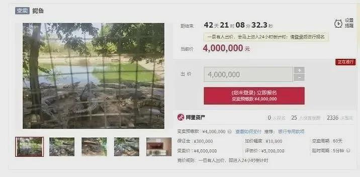 广东2500斤鳄鱼被拍卖,法院:需“上门自提”(组图) - 4
