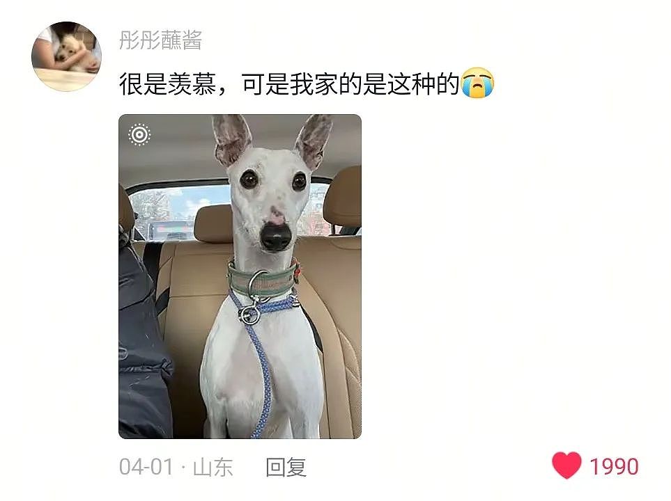 【宠物】妹子用攒了2年的狗毛,给自己和小猫织了件毛衣?网友笑喷:一家人就要整整齐齐(组图) - 12