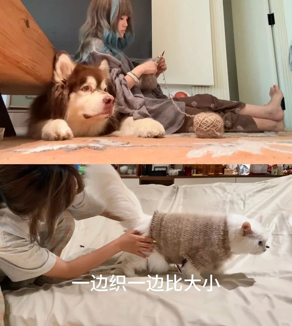 【宠物】妹子用攒了2年的狗毛,给自己和小猫织了件毛衣?网友笑喷:一家人就要整整齐齐(组图) - 15