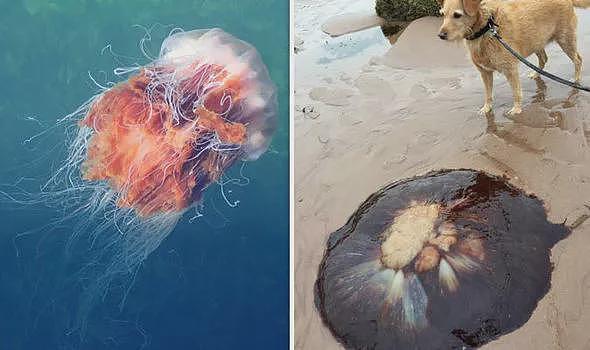 致命物种“海神”入侵西班牙度假胜地，又美丽又危险！英国网友：请神帮我们一个忙（组图） - 20