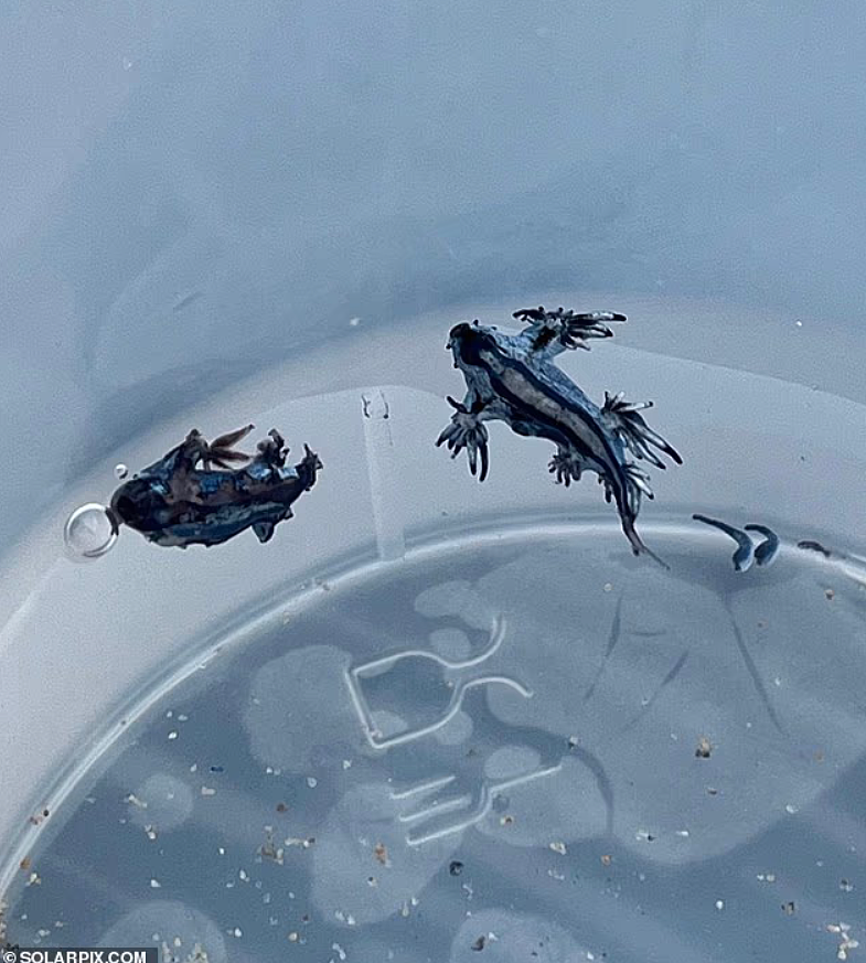 致命物种“海神”入侵西班牙度假胜地，又美丽又危险！英国网友：请神帮我们一个忙（组图） - 7