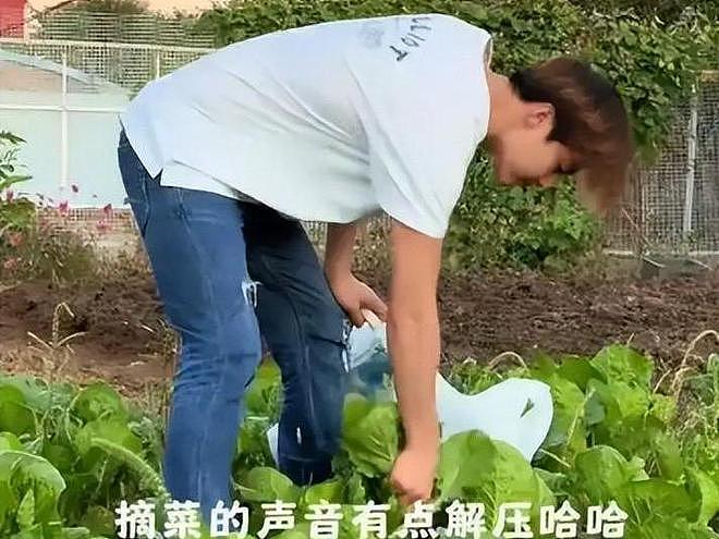 马天宇的院子又火了，仅一菜园、鸡舍就圈粉百万，一看就不是摆拍（组图） - 13