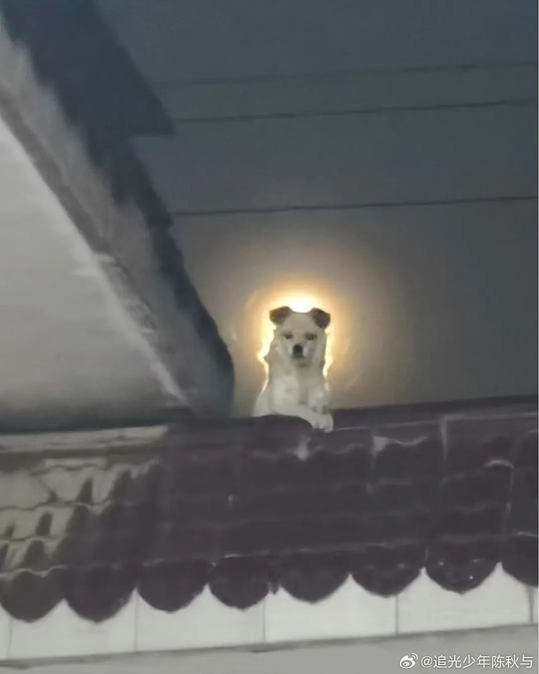【爆笑】“错季网购了一件千元皮草后......“ 哈哈哈哈哈哈被网友笑晕过去了（组图） - 45