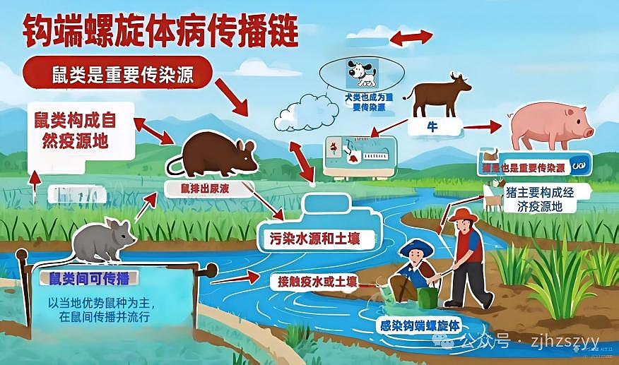 10秒感染，48小时极危险！男子高烧42℃险丧命，警惕“水中幽灵“靠近，人人可能中招（组图） - 6