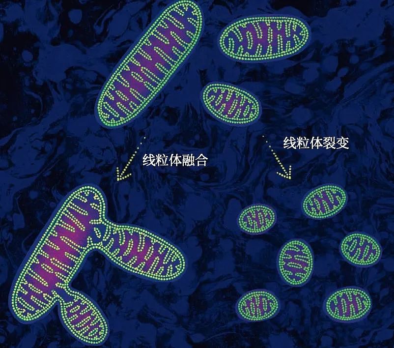熬大夜的严重后果：全脑氧化，线粒体疯狂开裂，变小又变少（组图） - 8