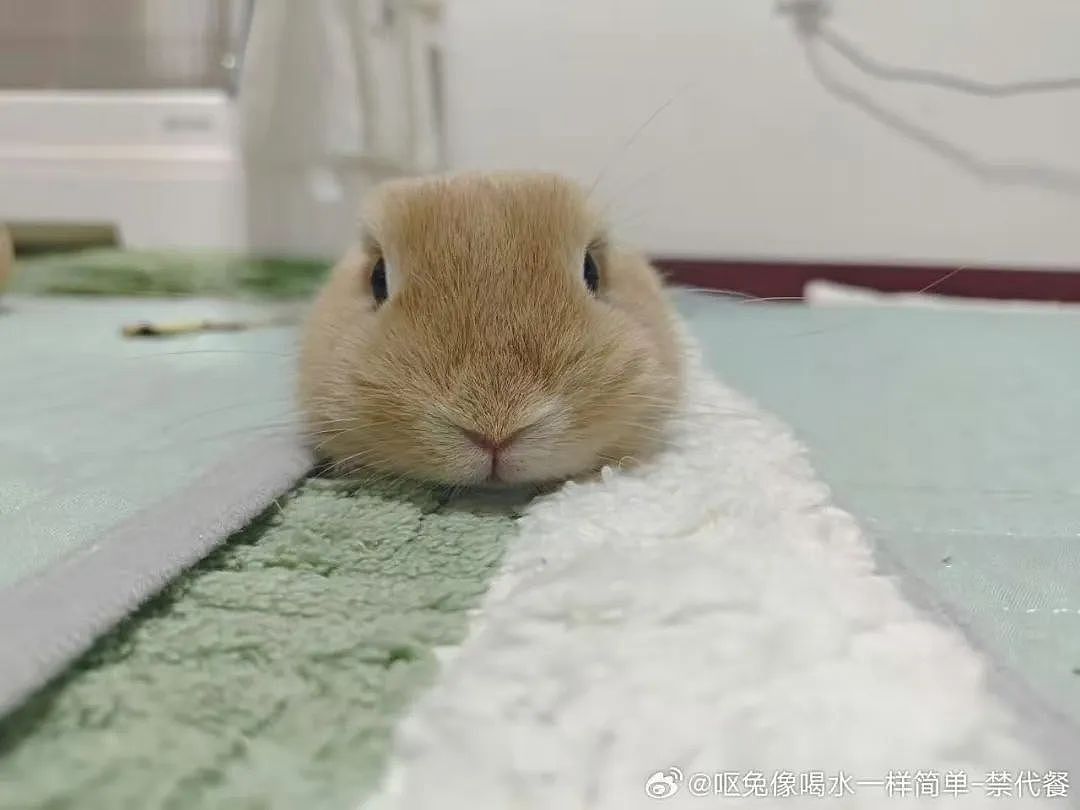 【爆笑】“错季网购了一件千元皮草后......“ 哈哈哈哈哈哈被网友笑晕过去了（组图） - 42
