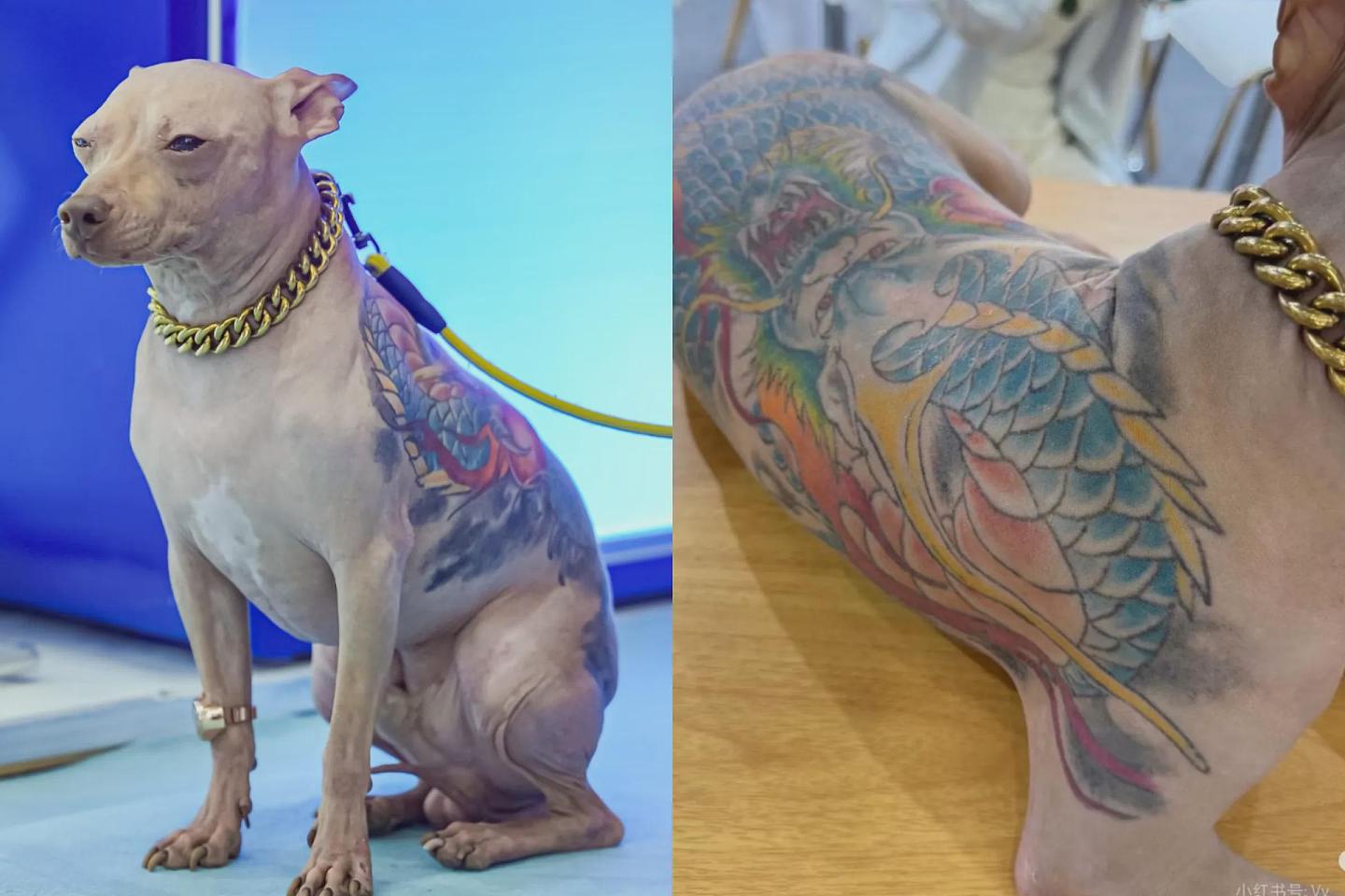 背上刺巨龙、戴金链！刺青无毛犬现身上海宠物展，网友气炸：根本虐狗（组图） - 1