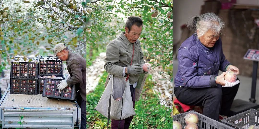 全网求着山西果农涨价！这个留洋女孩把家乡烂果子卖出奢侈品排面（组图） - 3