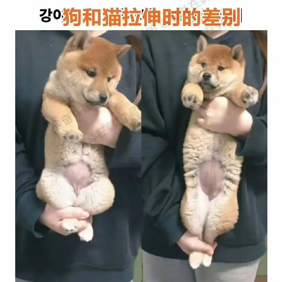 【爆笑】“上班摸鱼不要随便复制群里的八卦！” 哈哈哈哈哈笑得我发癫（组图） - 82