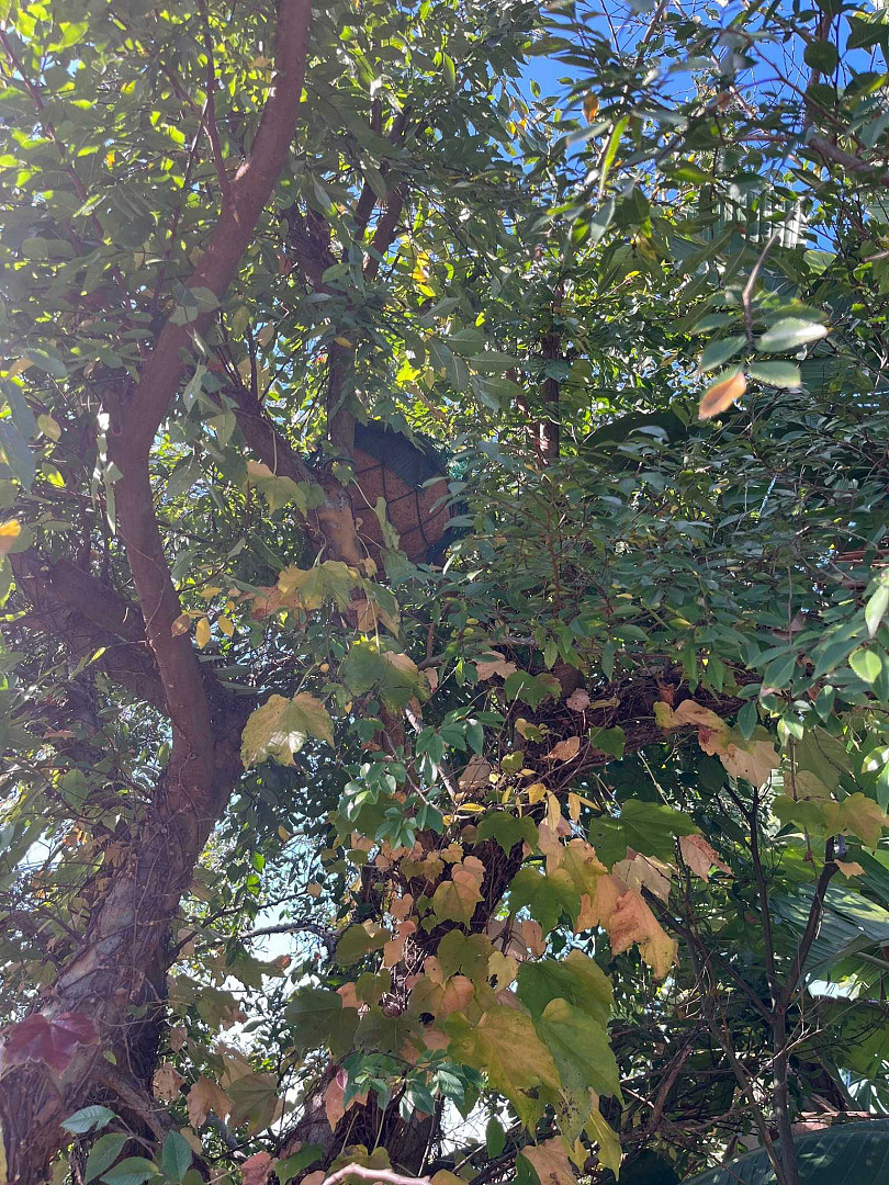 澳洲屋主花盆后面惊见神秘毛球以为是发霉，真相竟是超萌生物在睡觉（组图） - 2