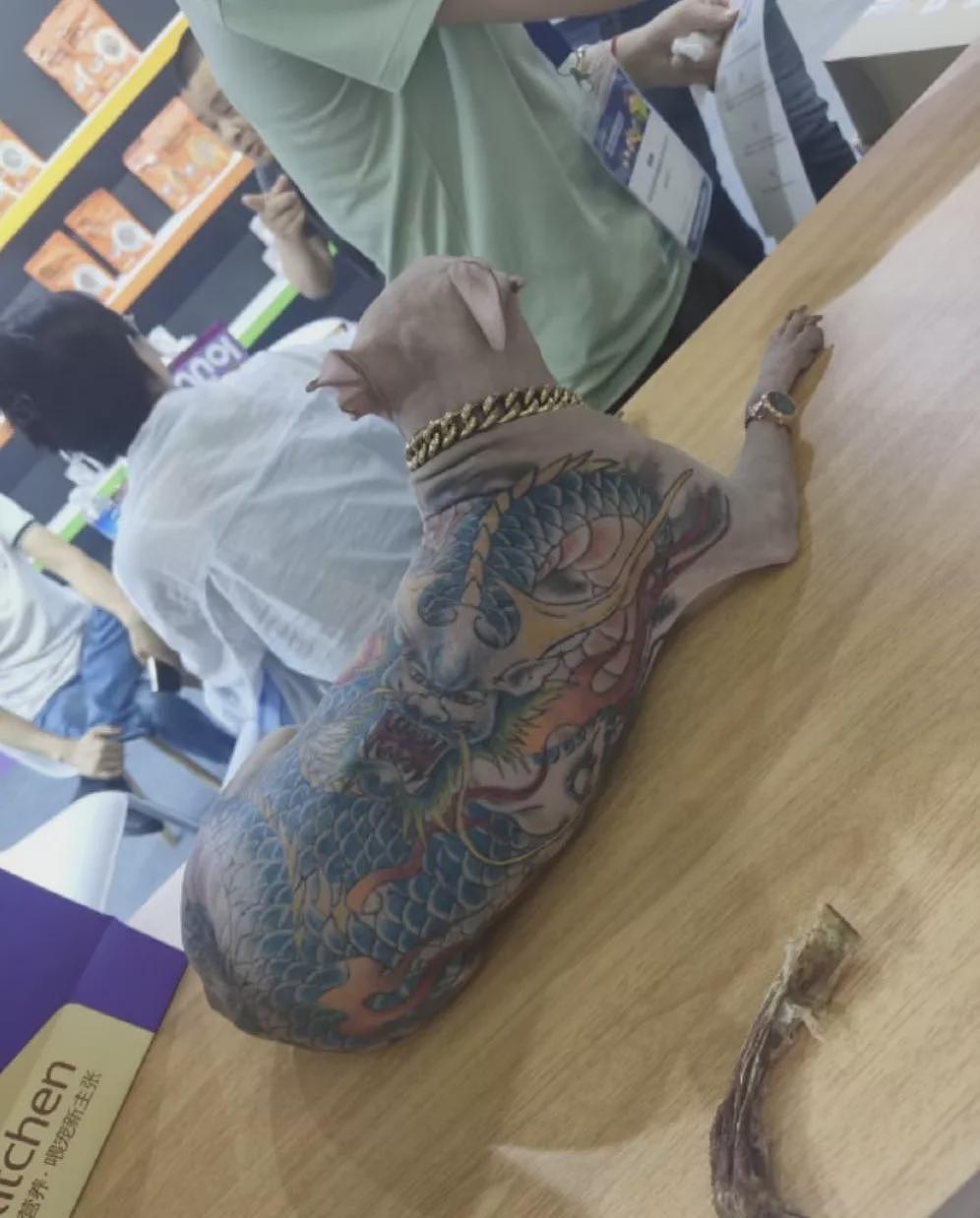 上海宠物展彩色刺青狗惹公愤，主人还炫耀没打麻醉（组图） - 7