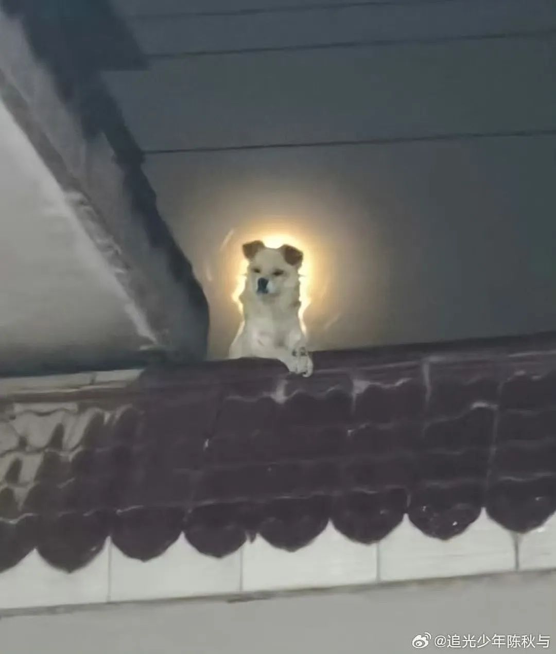 【爆笑】“错季网购了一件千元皮草后......“ 哈哈哈哈哈哈被网友笑晕过去了（组图） - 44