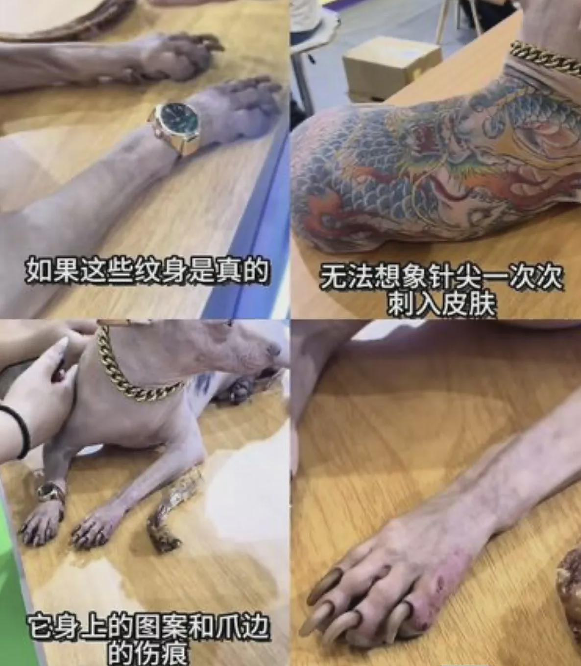上海宠物展彩色刺青狗惹公愤，主人还炫耀没打麻醉（组图） - 9