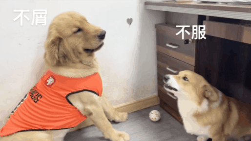 【宠物】柯基和金毛的“虐恋”：干吵架不动手，网友：像极了情侣间的恩恩怨怨（组图） - 1