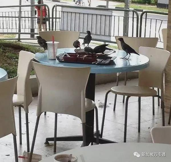 中国人到新加坡后才明白的10大“真相”:噶腰子、歧视华人、不会说华语…(组图) - 22
