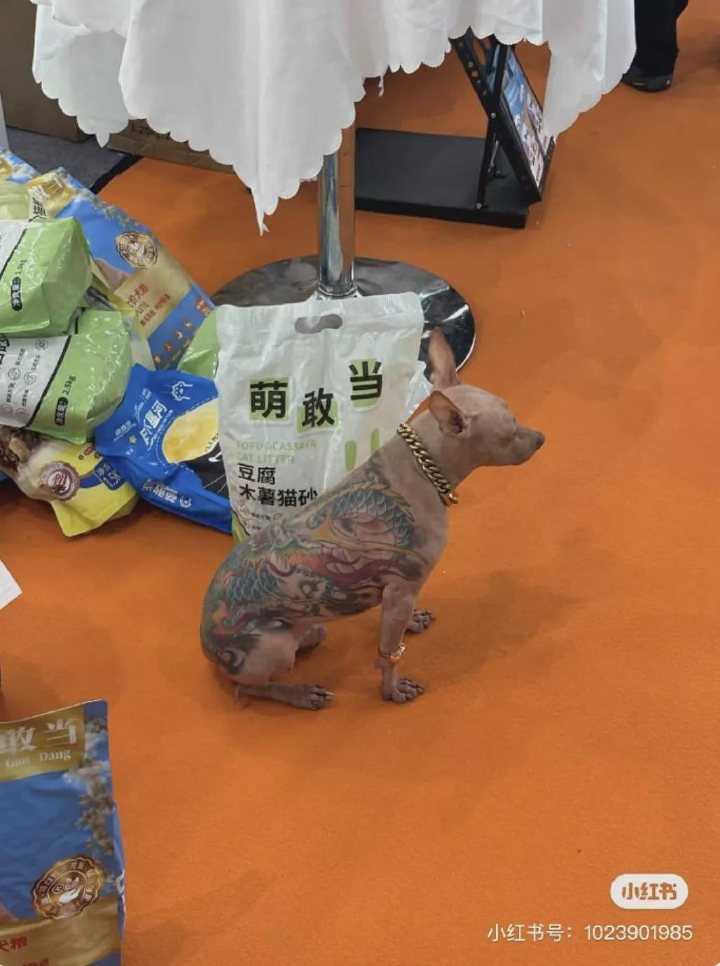 上海宠物展彩色刺青狗惹公愤，主人还炫耀没打麻醉（组图） - 6