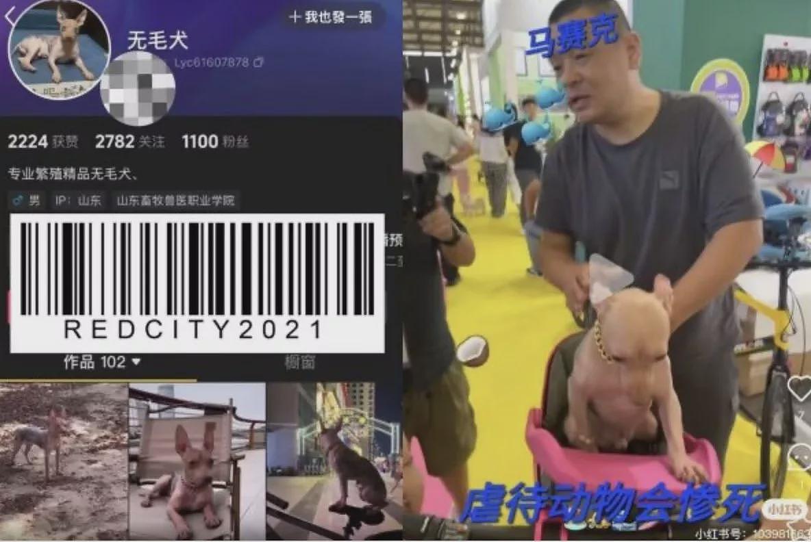 上海宠物展彩色刺青狗惹公愤，主人还炫耀没打麻醉（组图） - 5