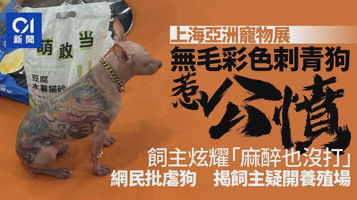 上海宠物展彩色刺青狗惹公愤，主人还炫耀没打麻醉（组图） - 1