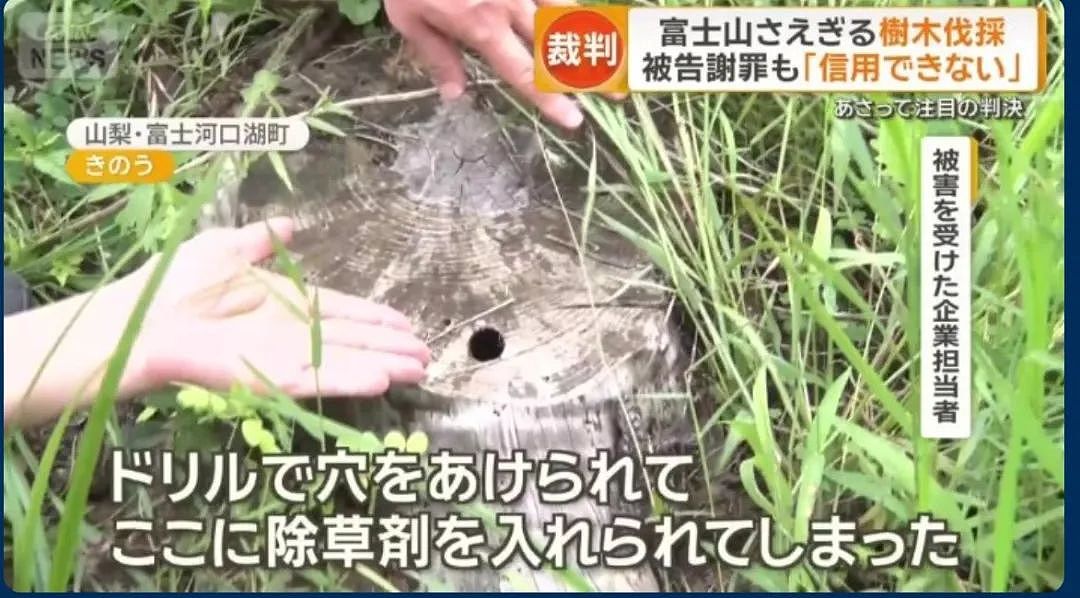 中资老板毒死富士山树木案宣判：获刑1年，希望不影响女儿入籍日本（组图） - 4