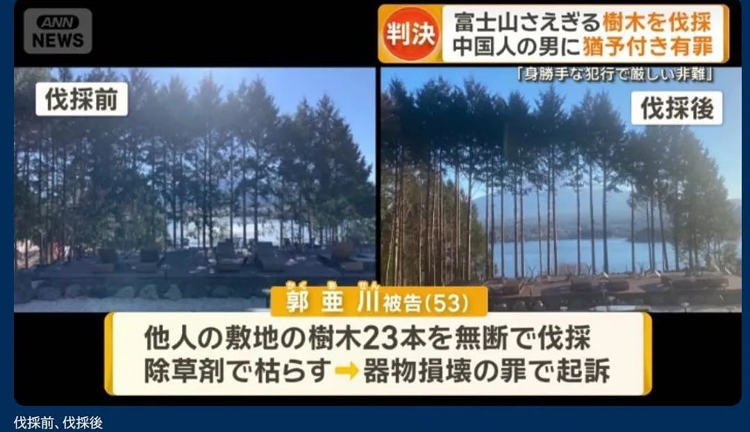 中资老板毒死富士山树木案宣判：获刑1年，希望不影响女儿入籍日本（组图） - 5