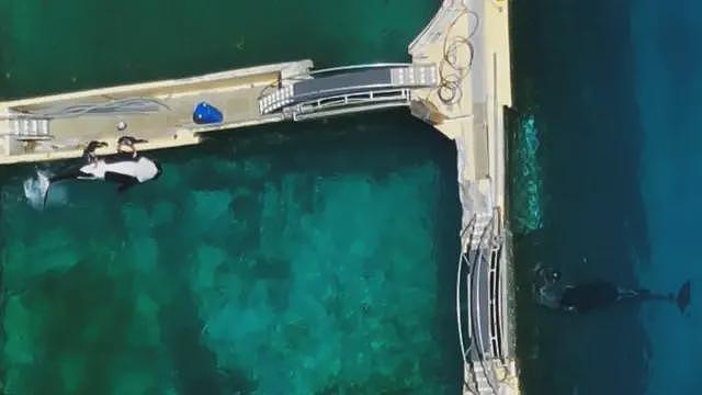 动物园采取性刺激方式阻止虎鲸近亲繁殖(组图) - 2