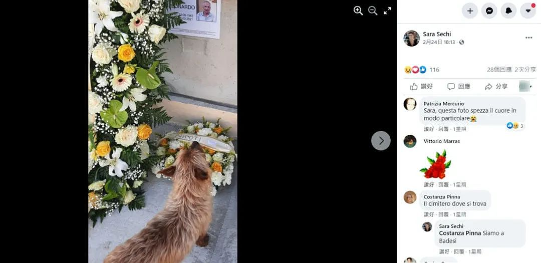 【宠物】狗狗每天走3公里去见老朋友，主人得知真相后泪崩：它是去了墓地（组图） - 7