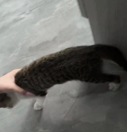 【宠物】小猫拼命想溜进妹子家，她伸手阻拦不敢松开，眼尖网友一秒发现亮点：我是猫，我也不肯走（组图） - 4