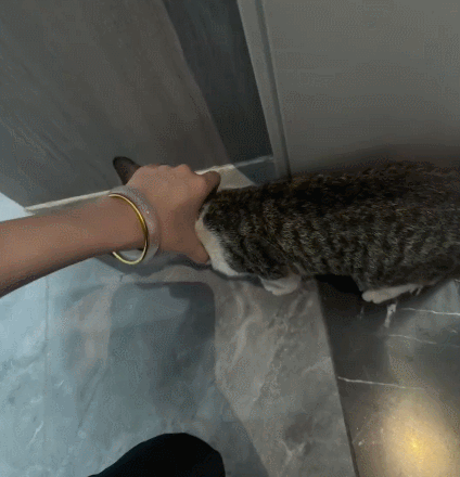 【宠物】小猫拼命想溜进妹子家，她伸手阻拦不敢松开，眼尖网友一秒发现亮点：我是猫，我也不肯走（组图） - 2