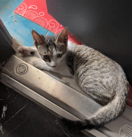 【宠物】小猫拼命想溜进妹子家，她伸手阻拦不敢松开，眼尖网友一秒发现亮点：我是猫，我也不肯走（组图） - 3