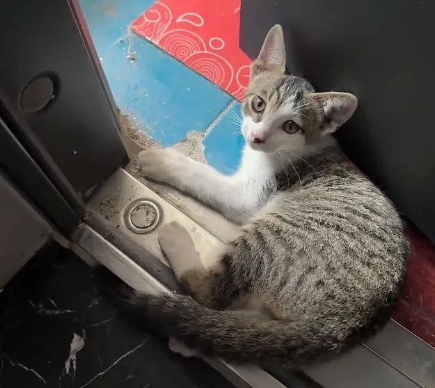 【宠物】小猫拼命想溜进妹子家，她伸手阻拦不敢松开，眼尖网友一秒发现亮点：我是猫，我也不肯走（组图） - 8