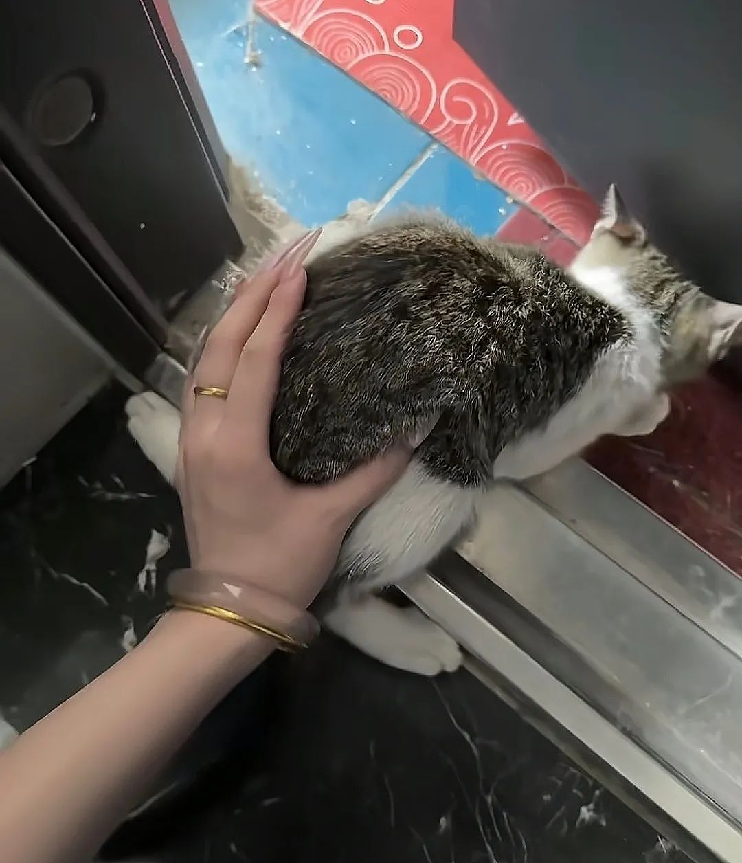 【宠物】小猫拼命想溜进妹子家，她伸手阻拦不敢松开，眼尖网友一秒发现亮点：我是猫，我也不肯走（组图） - 7