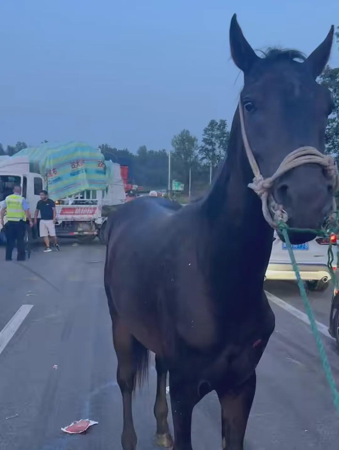 9万元买的汗血宝马高速遇车祸死亡，主人称保险公司拟赔9.1万，“未达预期，这两年饲养费超10万”（组图） - 4